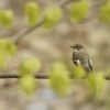 Lejsek belokrky - Ficedula albicollis - Collared Flycatcher 8834